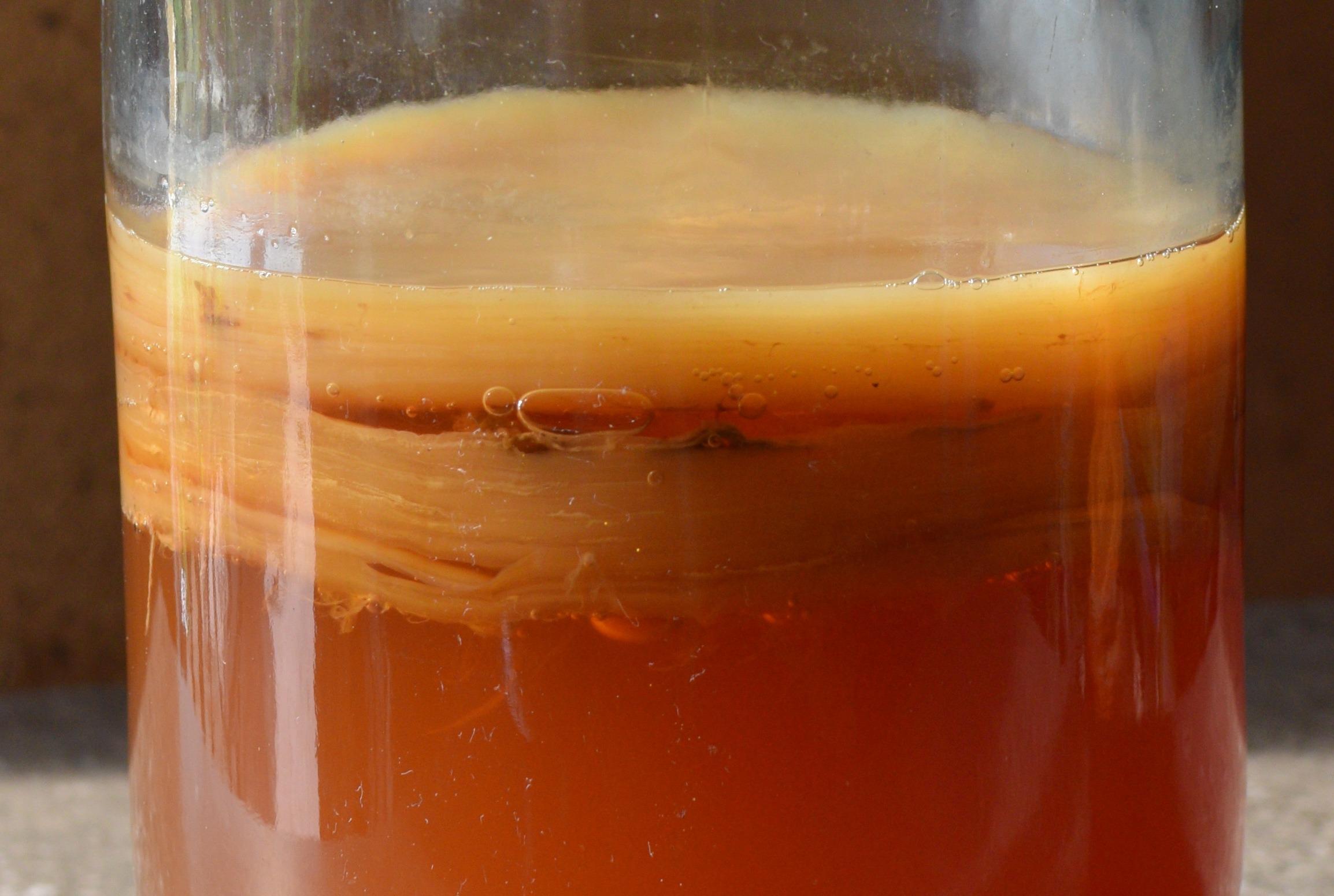 Fermented Tea Kombucha Basics: A Beginners Guide to Brewing (& what to do when things ...