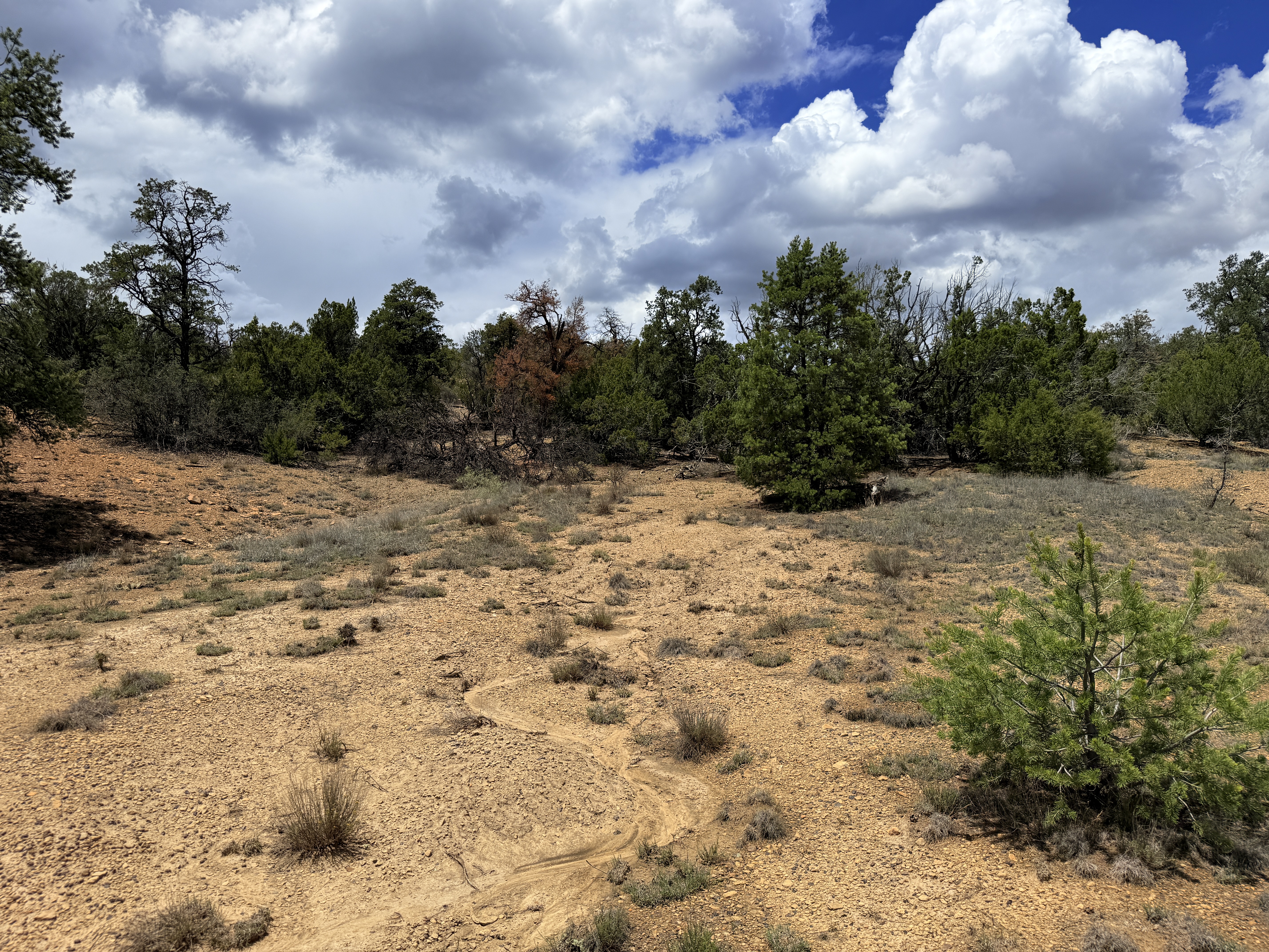 3.1 Acres in Candy Kitchen, New Mexico