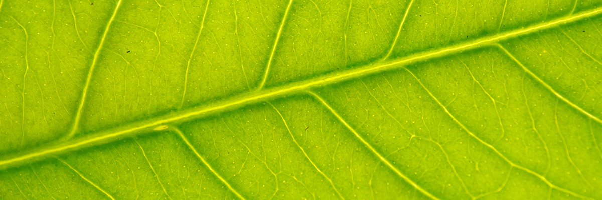 leaf nature growth adobe