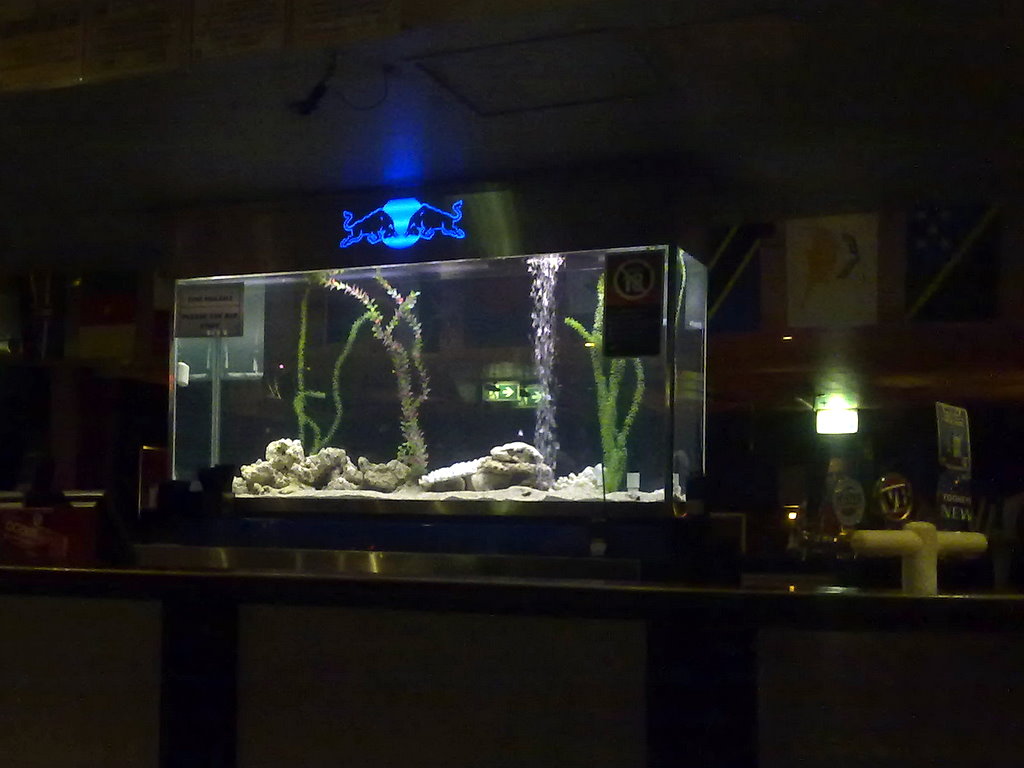 Fishtank at the Midnight Shift