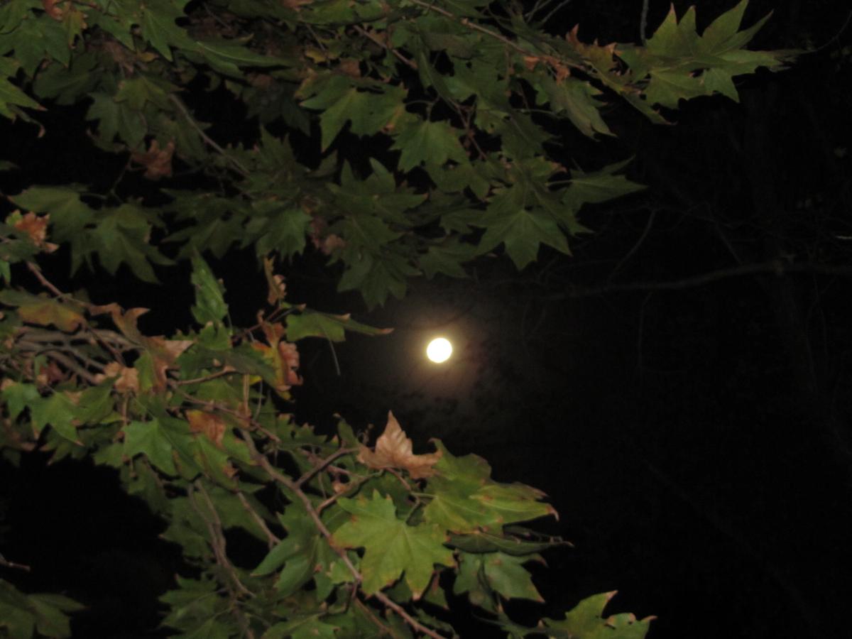 Full moon through the leaves