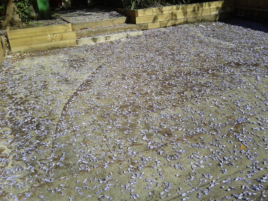 Jacaranda