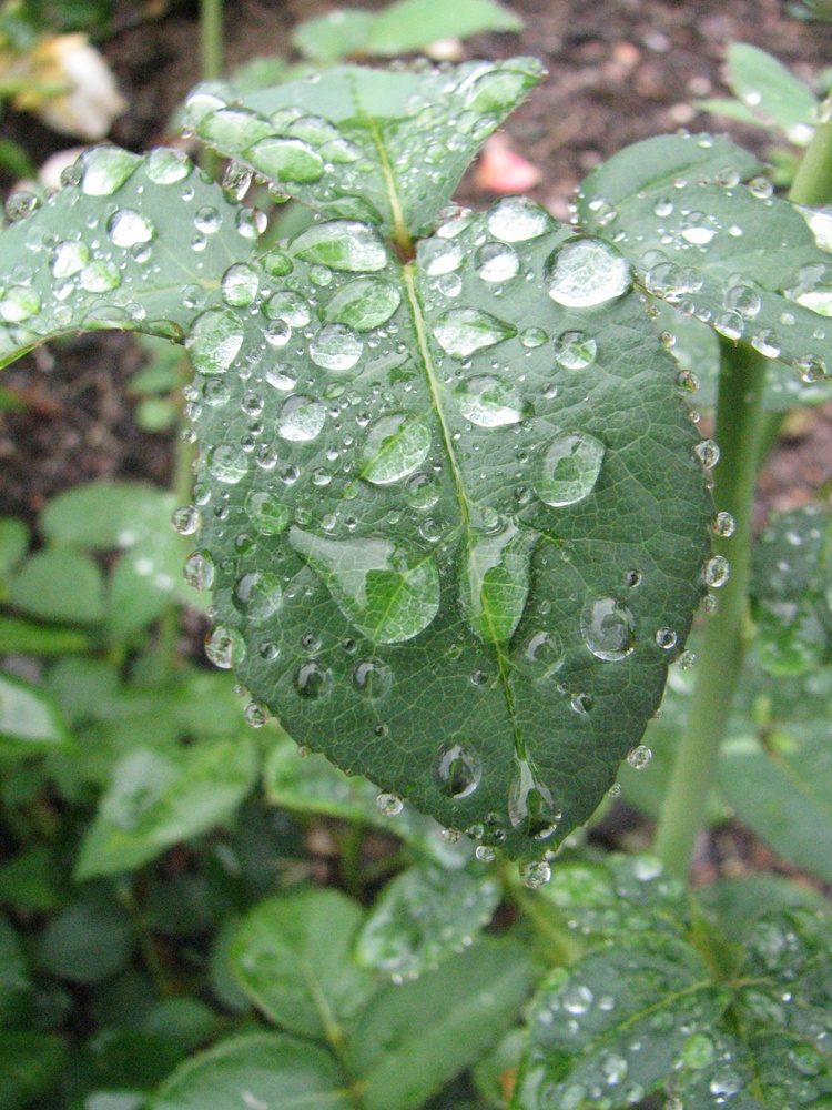 Rain on leaf