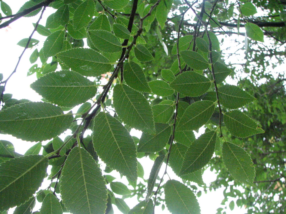 Branch sky