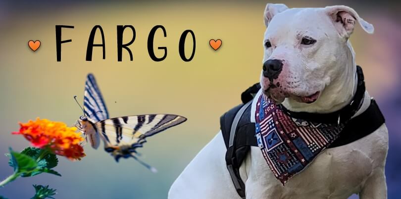 Livingston county animal shelter adoption of the week: fargo