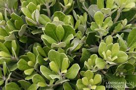 Dwarf Karo Pittosporum