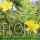 Flora of the Southern Western Ghats and Palnis: Book review