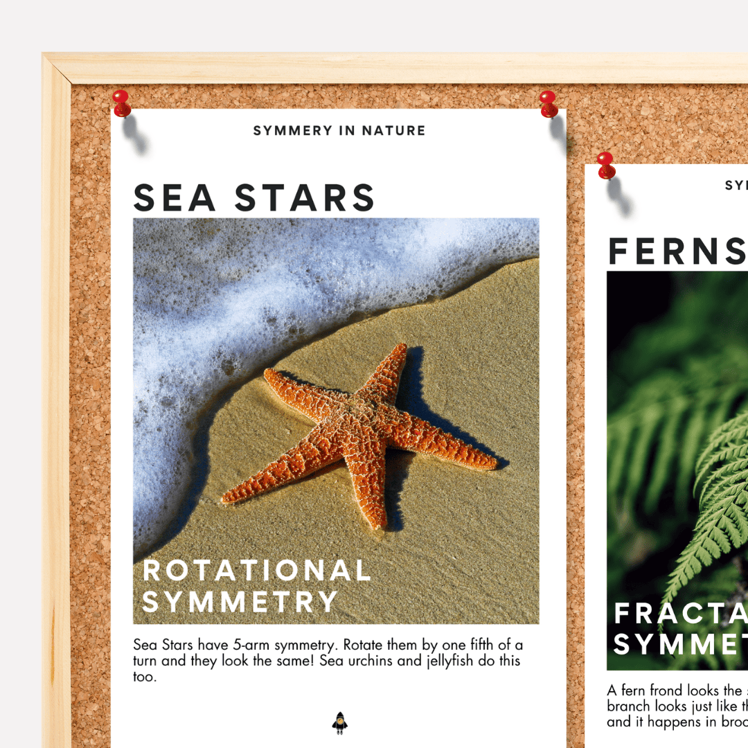 Real World STEM Provocations: Symmetry in Nature