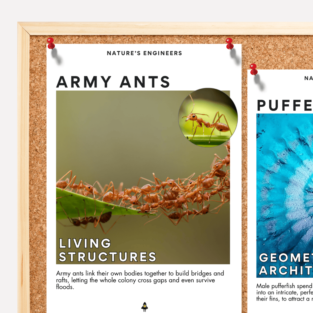 Real World STEM Provocations: Nature's Engineers