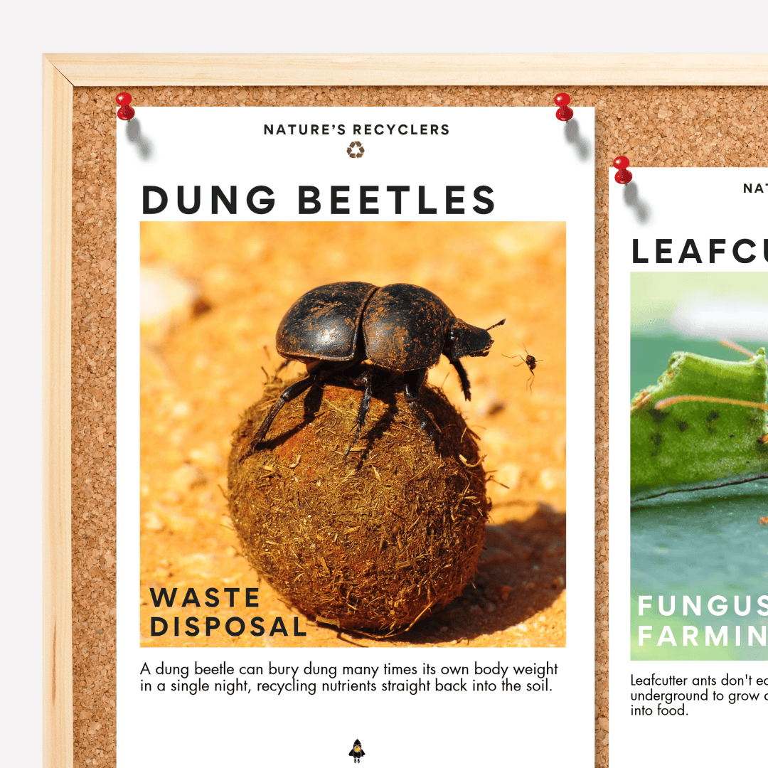 Real World STEM Provocations: Nature's Recyclers