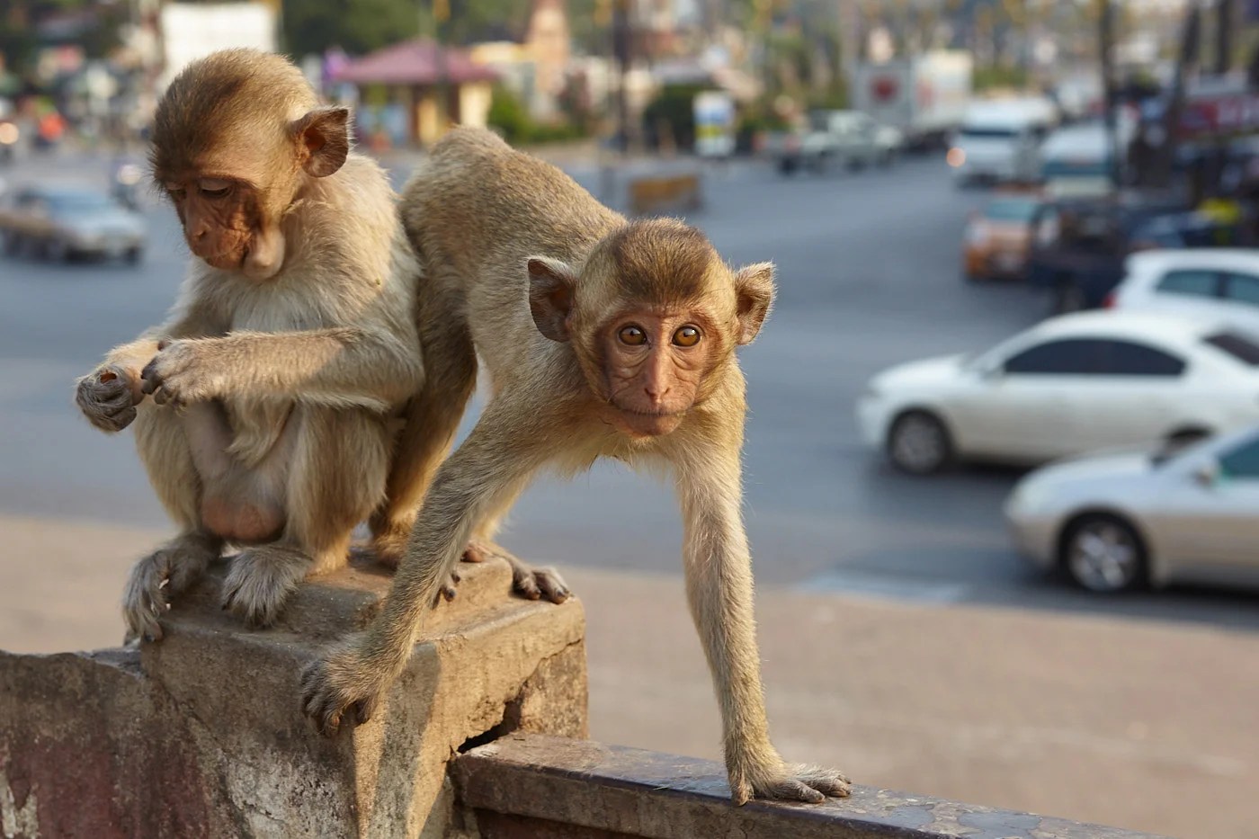 Simian City: The Monkeys of Lopburi - The Mango Road