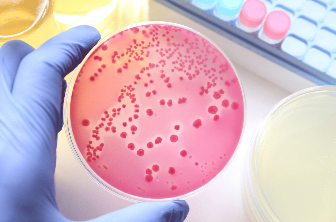 Bacterial Cultures