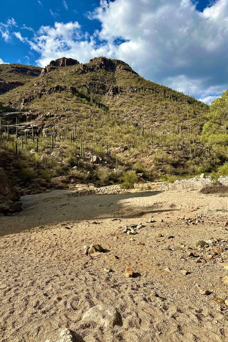 Sabino Canyon Crawler Tour with Kids