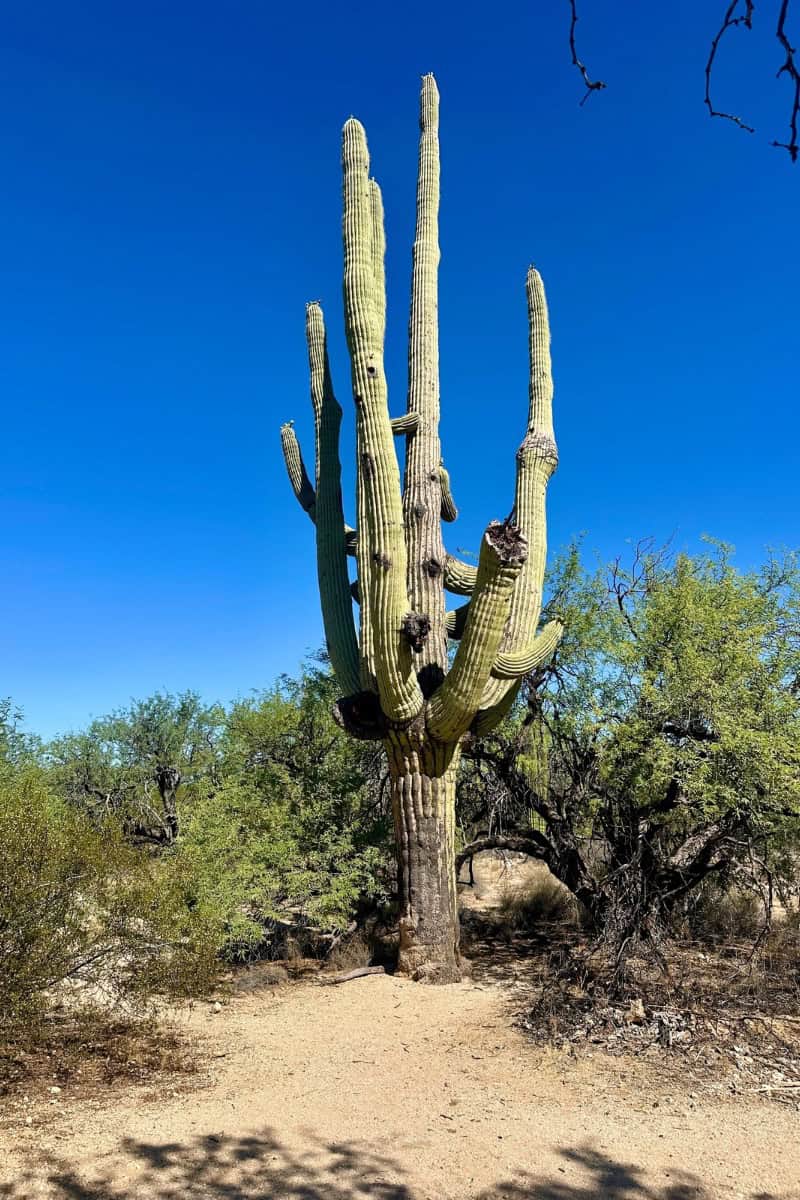 Saguaro Cactus Views at National Park