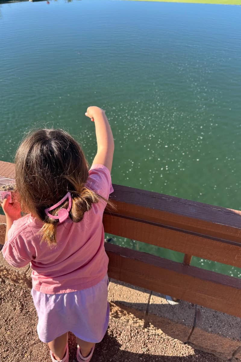 Feeding Koi Fish at Loews Ventana Canyon with Kids