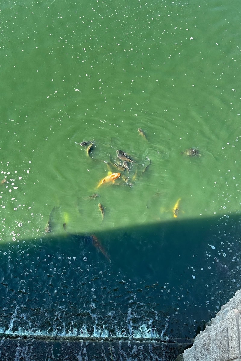 Feeding Koi Fish at Loews Ventana Canyon with Kids