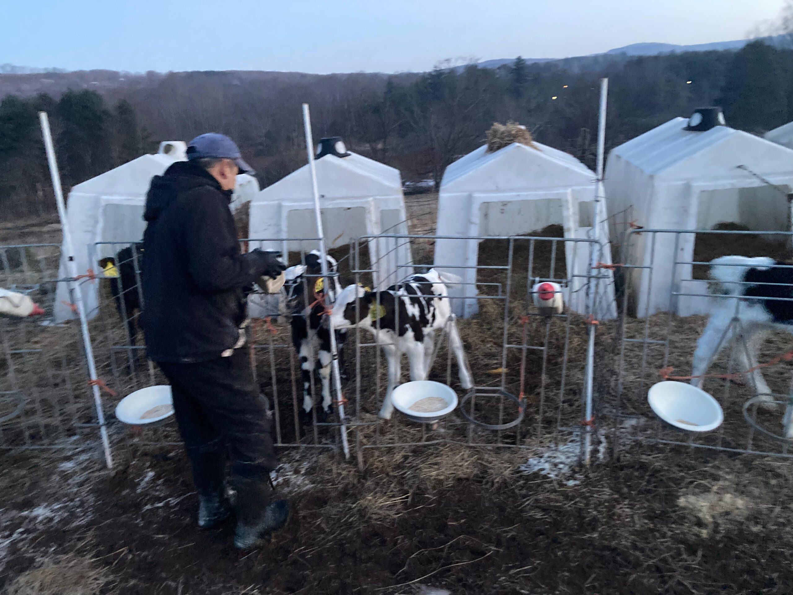 Calf crew training on a dairy farm