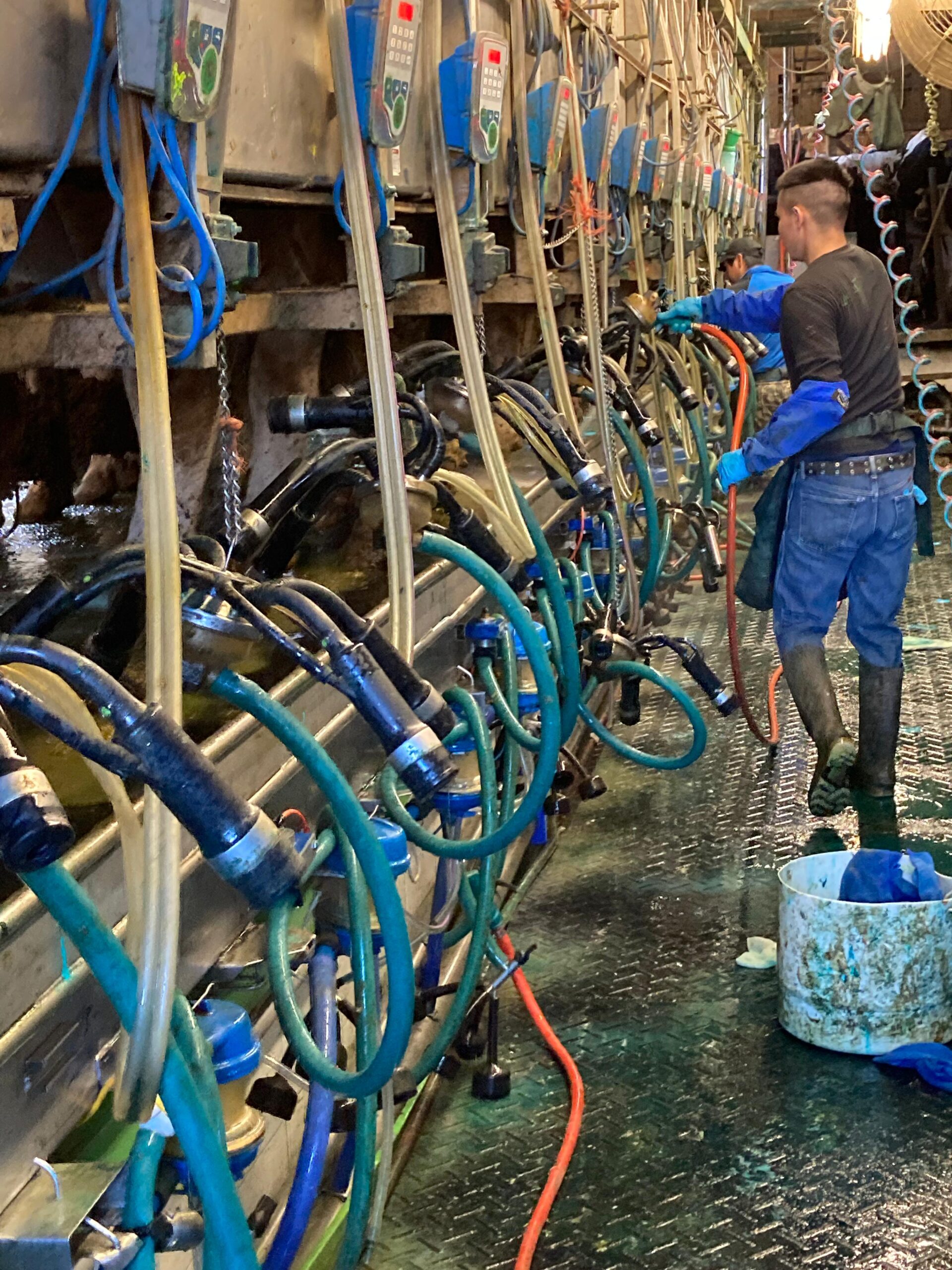 Milkers training session in a dairy parlor