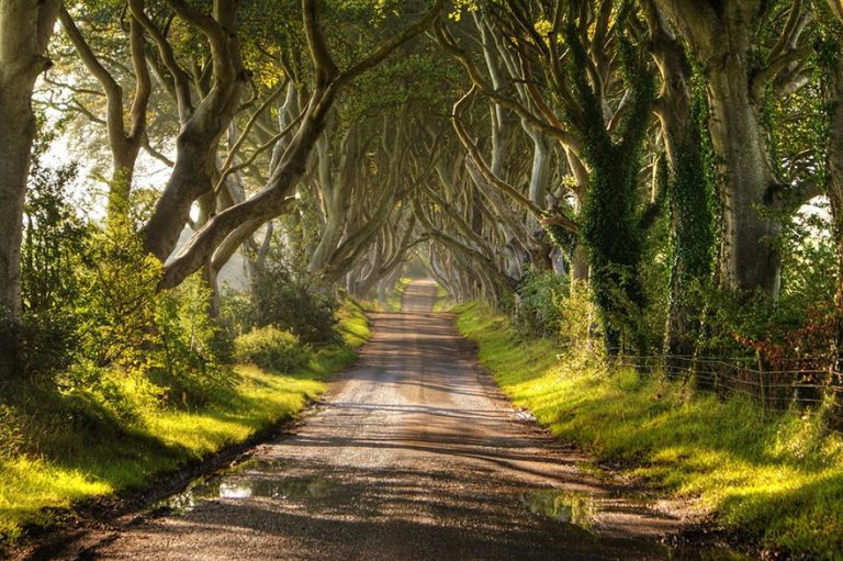 Magnificent Trees 16 Of The Most Exotic Trees From Around The World