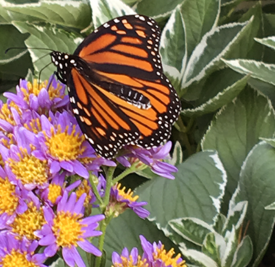 Monarch butterfly resting on spring blooms