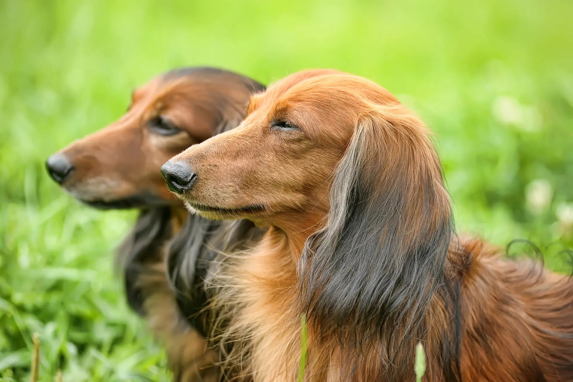 Long-haired Dachshund standing outdoors