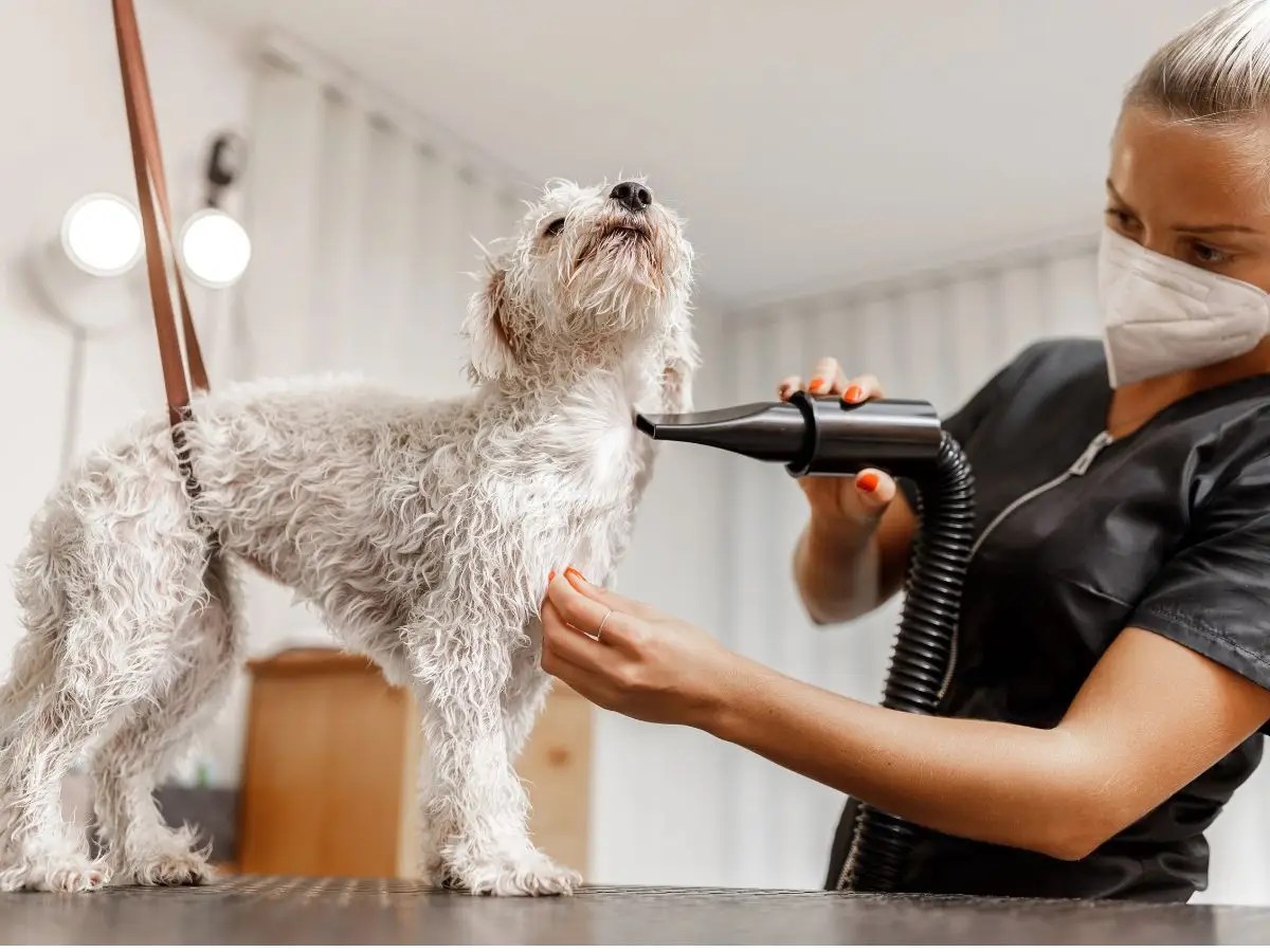 Dog groomer blow drying wet white dog on grooming table