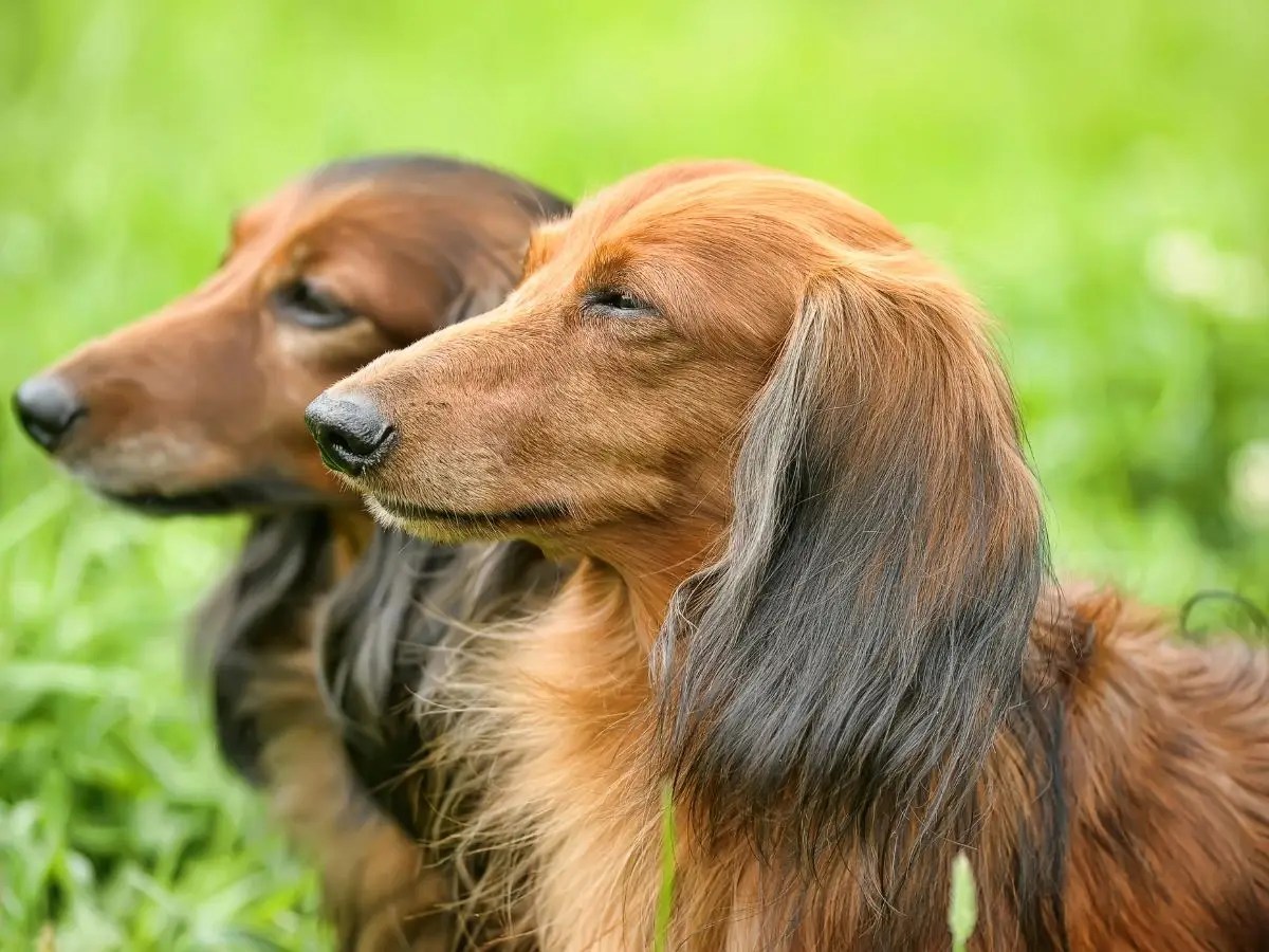 Two long-haired Dachshunds sitting on grass after grooming – mobile dog grooming in California