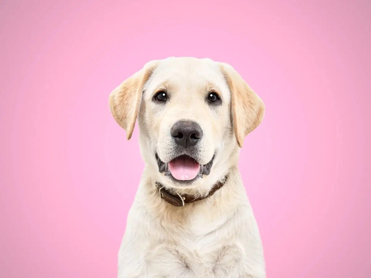 Yellow Labrador Retriever with pink background