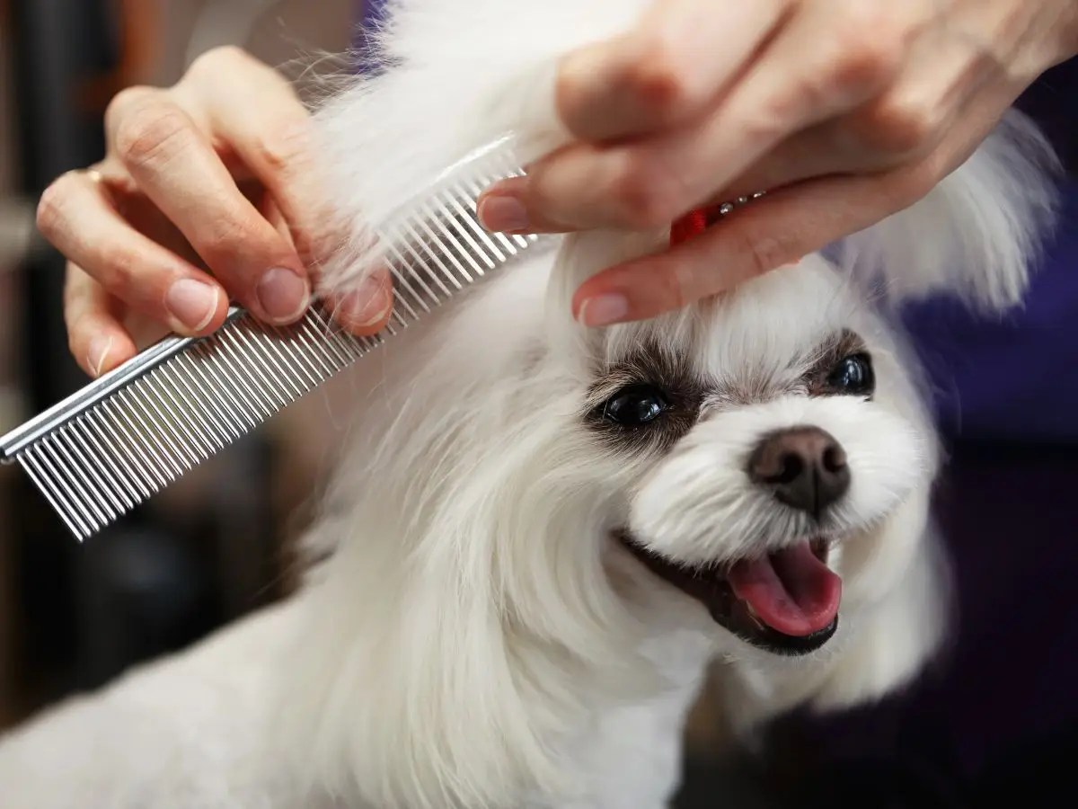 Dog groomer combing white Maltese with long hair