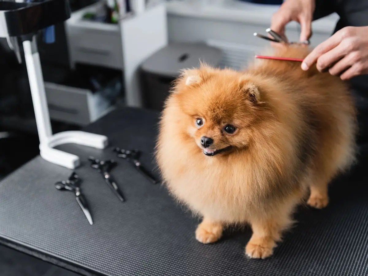 Dog groomer combing fluffy Pomeranian on grooming table