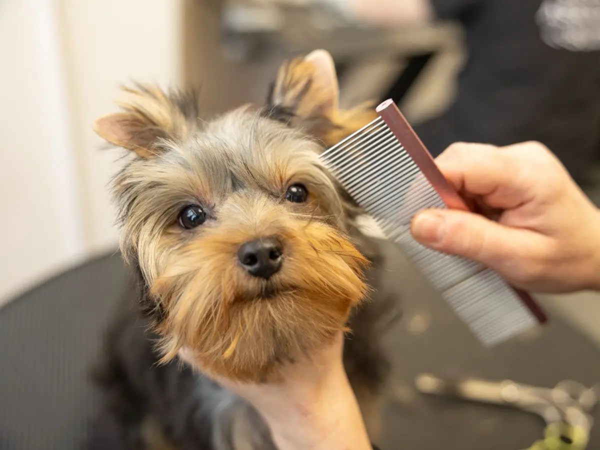 Dog groomer combing small terrier on grooming table