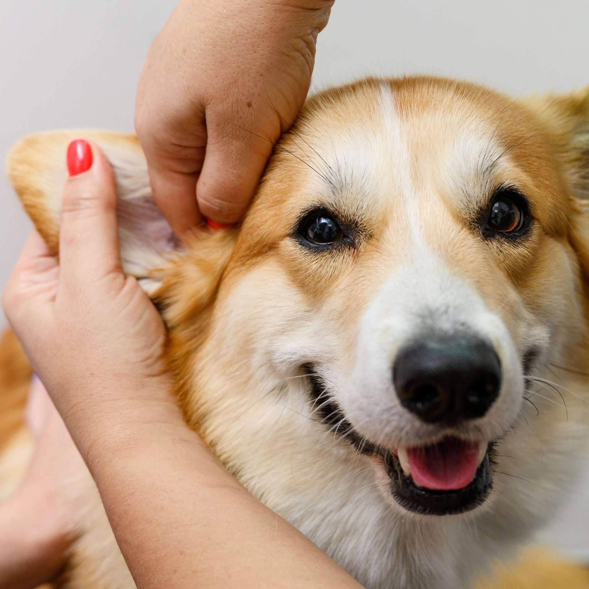 Corgi having its ears cleaned by groomer