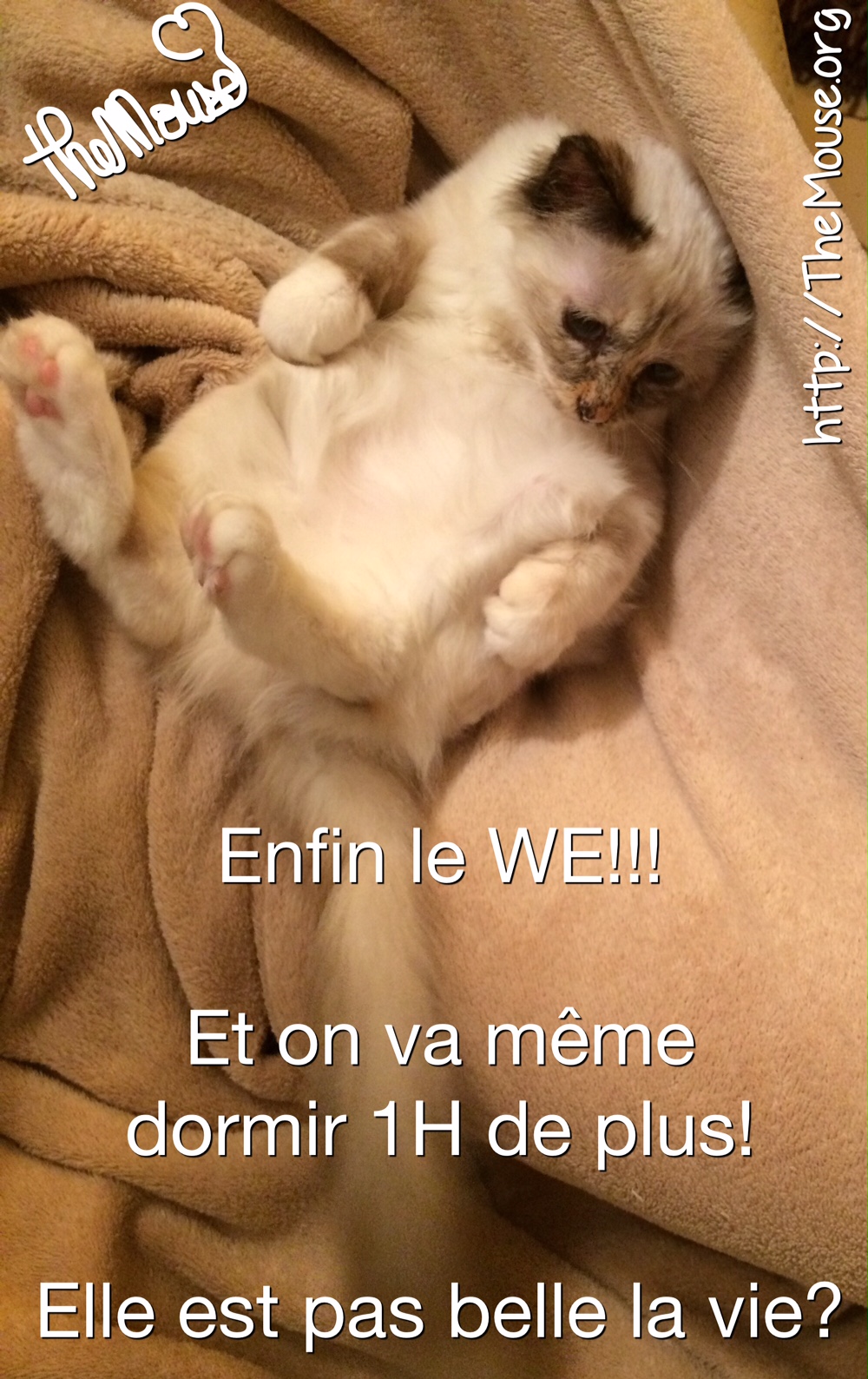 Vie De Chat 1er Changement D Heure Pour Jerry Les Quinquas Re Belles