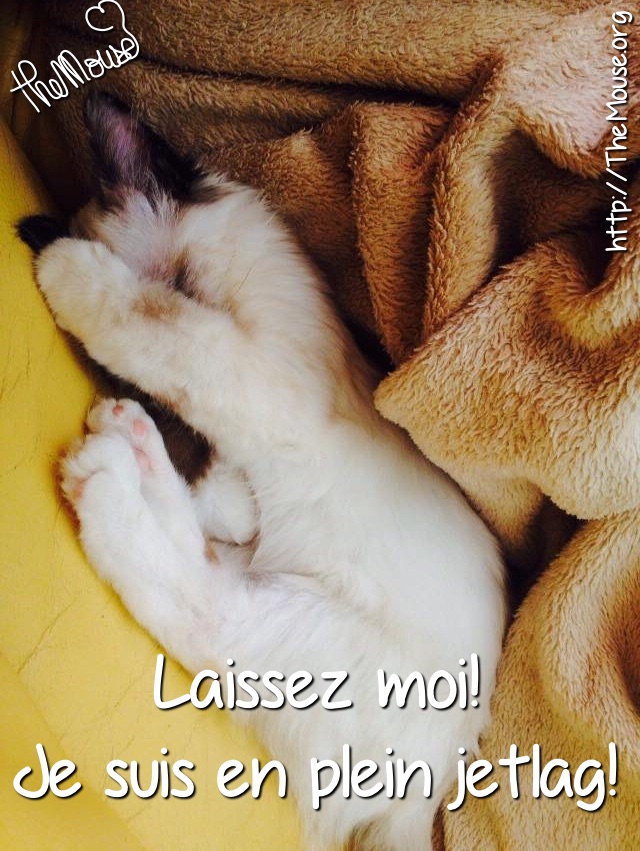 Vie De Chat Jerry A Du Mal Avec Le Changement D Heure Les Quinquas Re Belles