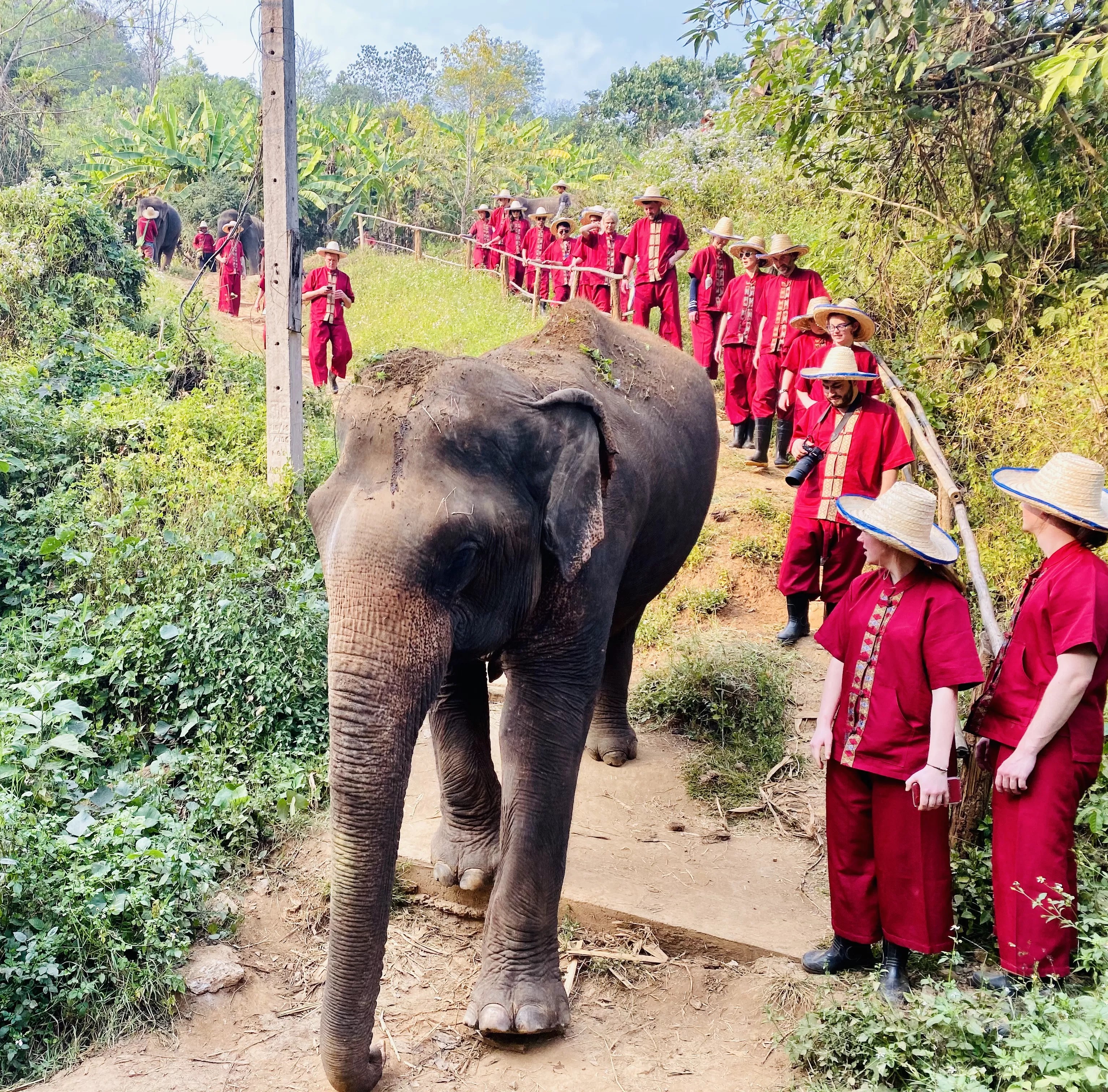 Why  Begin Your New Year With A Jungle Trek