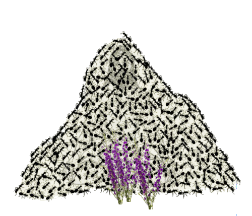 HermitAnthill.gif