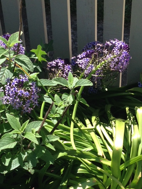 purple2