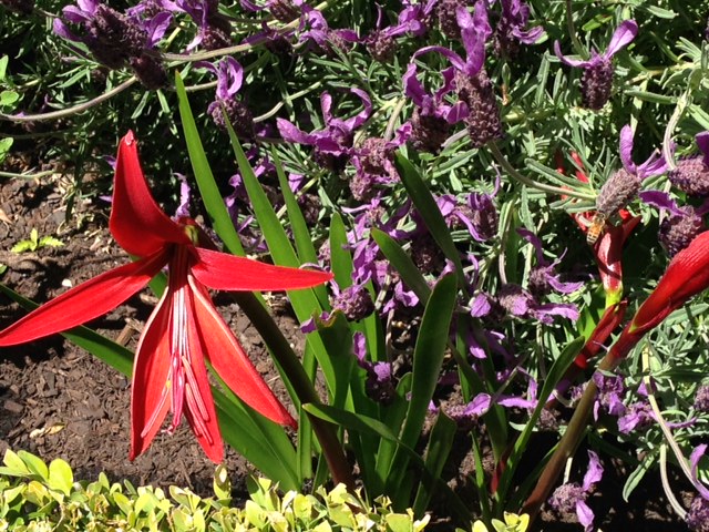 red