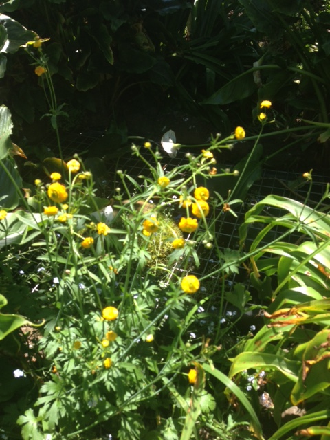 yellow_buttons