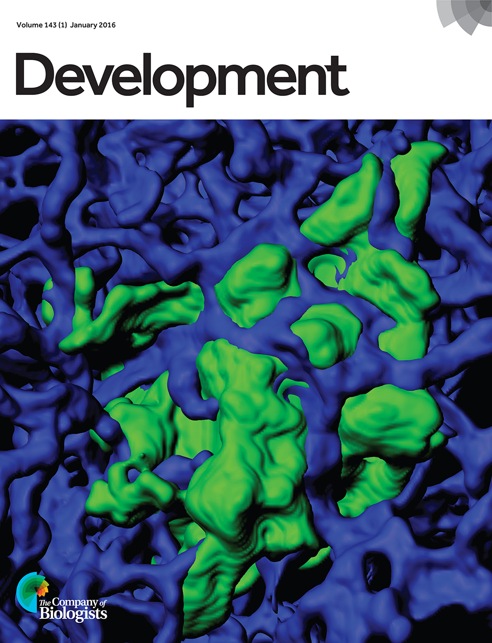 Three-dimensional rendering of a confocal image stack showing a single alveolar type 1 cell with expansive cellular extensions (green, GFP, genetically labelled with HopxCreER/+; RosamTmG/+) intertwined with the vasculature (blue, ICAM2) in the mouse lung. From Yang et al., p. 54.