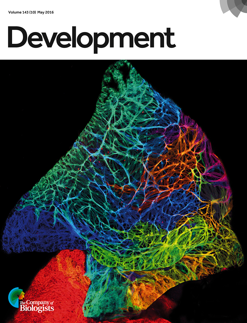 Cardiac atrium of a 6-week-old zebrafish labelled by priZm multicolour fate-mapping, with colour recombination generated by an atrial cardiomyocyte-specific inducible Cre recombinase. Coloured patches are multicellular muscle clones derived from individual atrial cardiomyocytes present at 3 days post-fertilization, illuminating the morphological changes and proliferation dynamics that shape the maturing chamber. From Foglia et al., p. 1688.