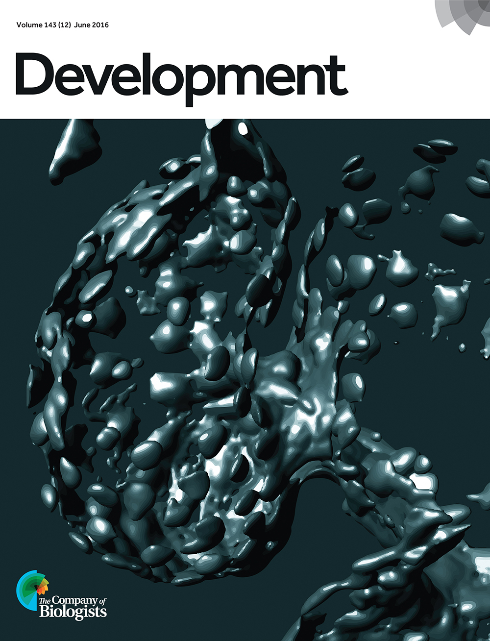 3D volume-rendered heart of a 75 hpf Tg(kdrl:EGFP) zebrafish larva. Between the atrium and ventricle (right and left side of image, respectively) is the atrioventricular canal, where the emerging valve leaflet is recognisable as a folded structure. Such 3D analyses provide fundamental insights into the cellular rearrangements underlying cardiac valve formation in zebrafish. From Pestel et al., p. 2217
