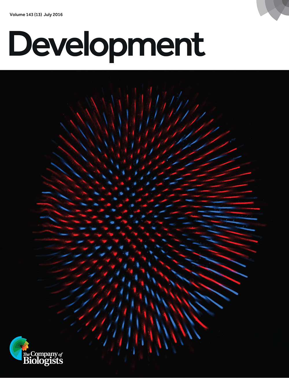 The mosaic of Rhodopsin 5 (blue)- and Rhodopsin 6 (red)-expressing R8 photoreceptors in the retina of Drosophila melanogaster. The insulator protein BEAF-32 is required for Hippo pathway activity to correctly specify R8 subtypes. From Jukam et al., p. 2389