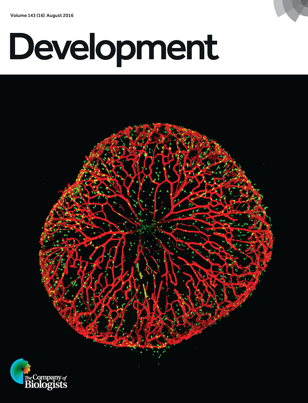 The hyaloid blood vessel network (red) with associated macrophages (green) isolated from a mouse eye. This, along with the retinal vessel network, was used to provide new insights into the role of apoptosis during angiogenesis and vessel regression. From Watson et al. p. 2973