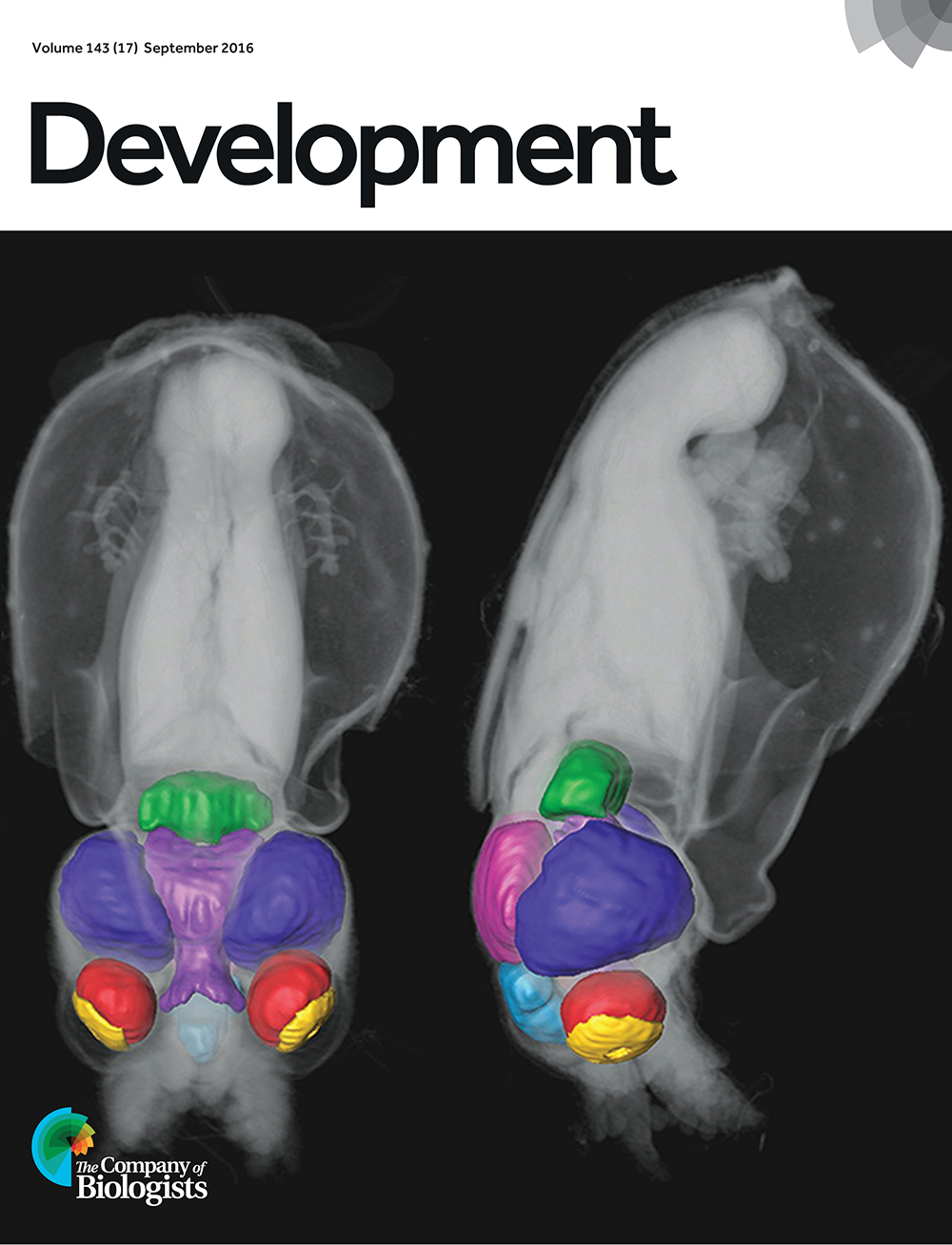 Posterior (left) and lateral (right) views of the squid Doryteuthis pealeii at hatching scanned using microCT. Segmented reconstructions of brain regions correspond to a fate map generated during early embryogenesis. Depicted are the pedal (purple), buccal (cyan), paliovisceral (green) and cerebral (pink) ganglia, the optic lobes (dark blue), the retina (red) and the lens/iris (yellow). From Koenig et al., p. 3168