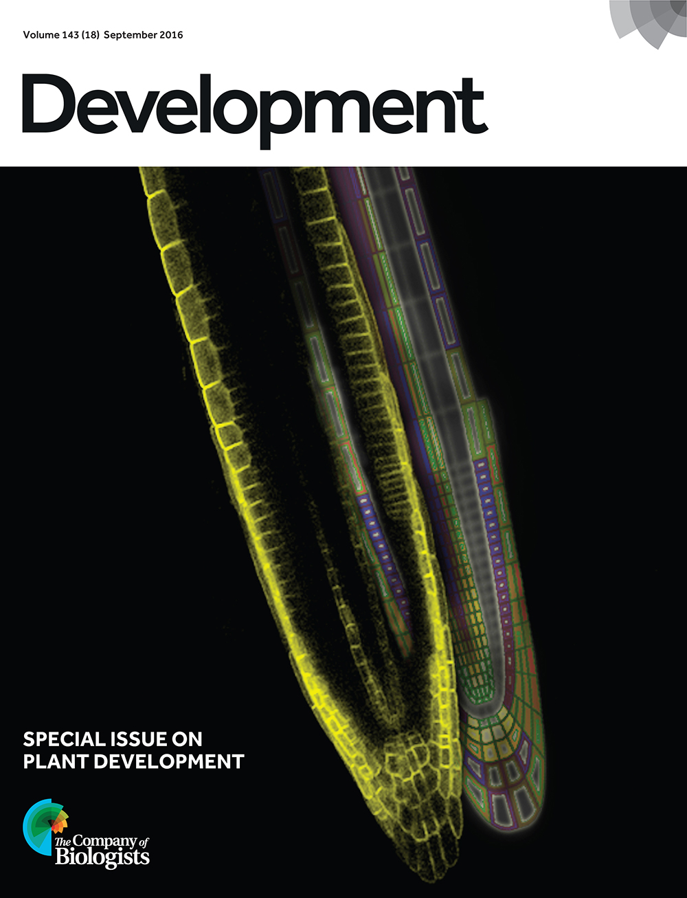 Computational modelling predicts an asymmetric Aux1 pattern in the root during halotropism (right, stylised picture). The asymmetric Aux1-YFP pattern observed in an Arabidopsis thaliana root during halotropism (left) confirms the model predictions. See Research article by van den Berg et al., p. 3350.