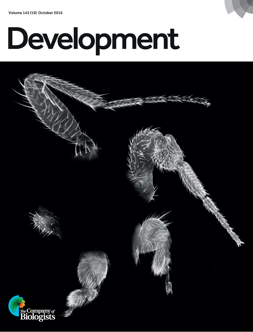 Leg phenotypes obtained after a progressive reduction in the dose of Sp family genes in Drosophila. Clockwise from top left: wild type, btd mutant, Sp1 mutant, Sp1 mutant with one mutant copy of btd and Sp1, btd double deletion mutant. From Córdoba et al., p. 3623.