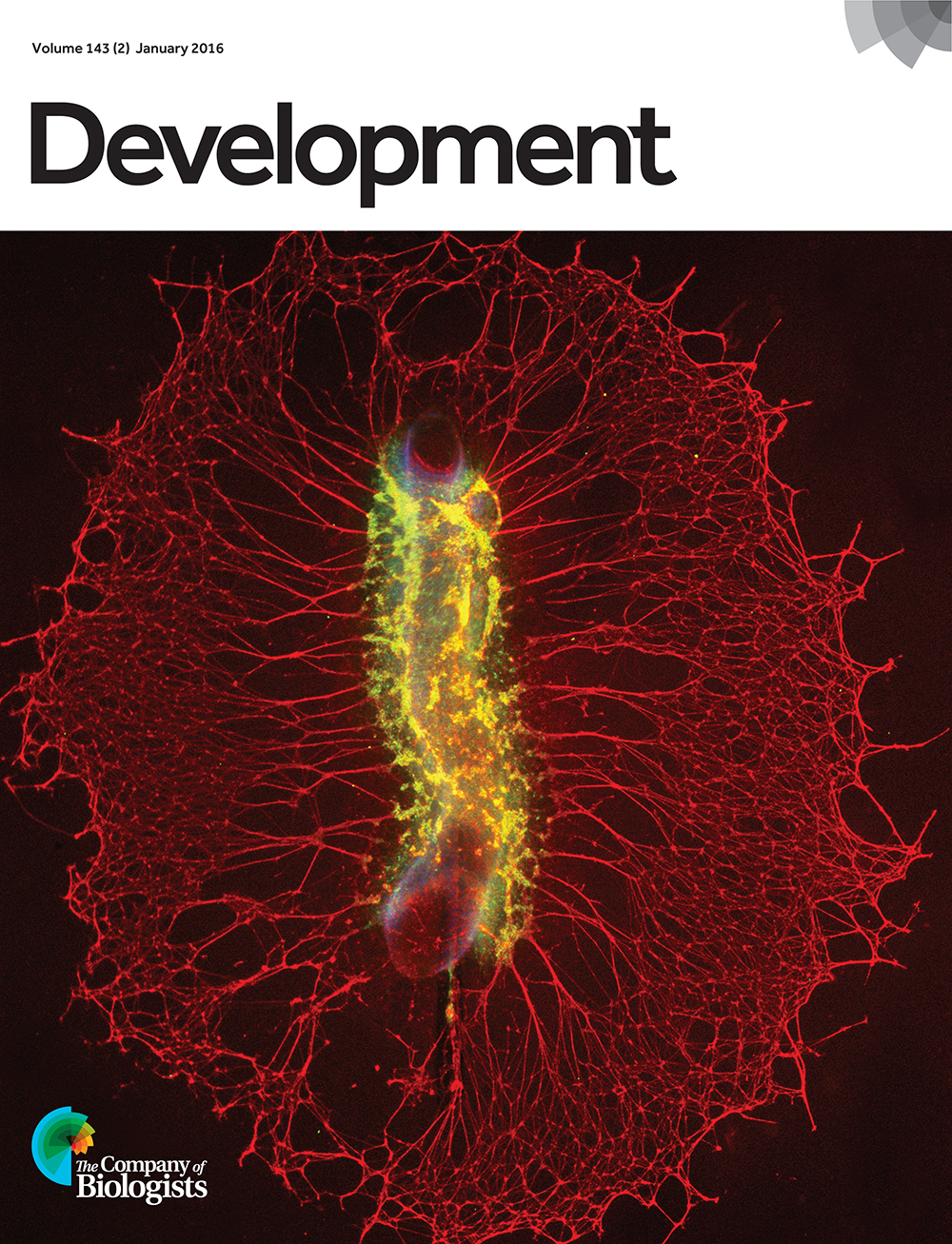 Embryonic day 8 chicken hindgut was cultured for 72 hours on a fibronectin-coated surface in the presence of supplemental glial-derived neurotrophic factor (Gdnf). Immunostaining with a neural crest cell marker (Hnk1; red) and a neuronal marker (Tuj1; green) demonstrates robust migration of the enteric neural crest cells. From Nagy et al. p. 264.