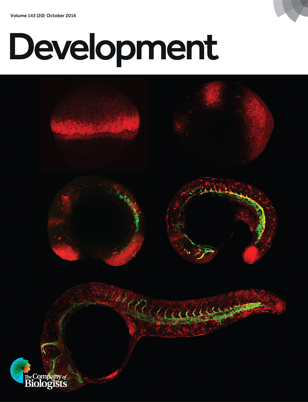 Multiple stages of Tg(fli1a:egfp)y1 zebrafish embryos immunostained for pERK (red) and EGFP (green). In endothelial cells, ERK is activated in distinct signalling contexts to promote angiogenesis and lymphatic morphogenesis during development. From Shin et al., p 3796.