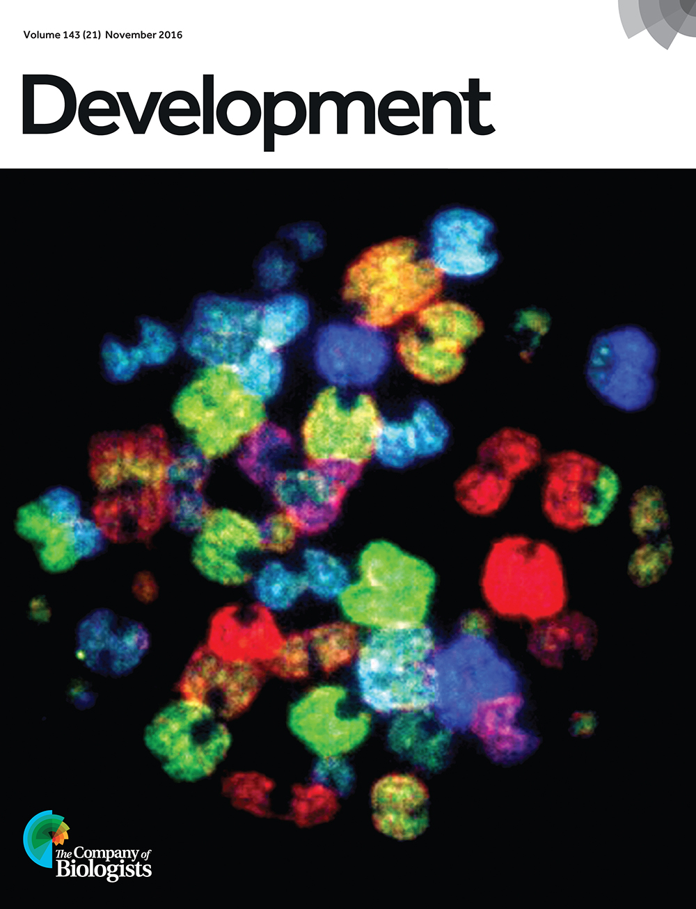 Spectral karyotyping of a metaphase cerebellar granule neuron progenitor from a P3 mouse with conditional deletion of Atr demonstrates complex chromosomal rearrangements, including fusions and translocations, revealing that ATR plays a crucial role in maintaining genomic integrity during brain development. Each chromosome is labelled in a different colour. From Lang et al., p. 4038.